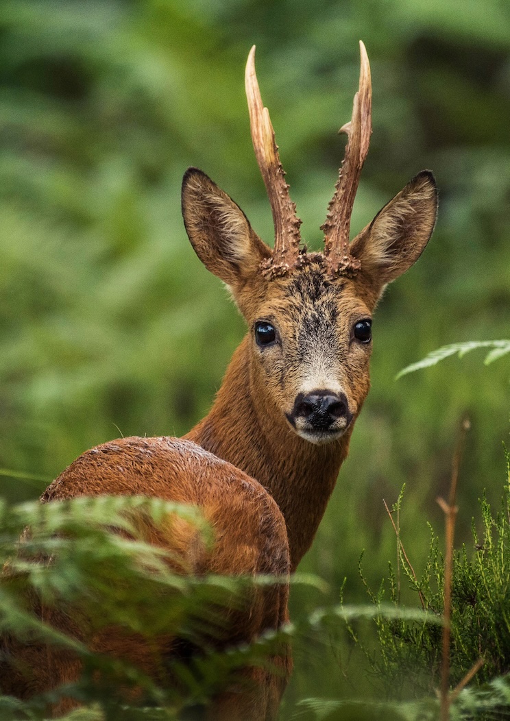 Wald – ein Rehbock blickt aus dichtem grünem Farn in die Kamera